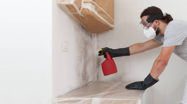 Professional Attic Mold Remediation technician working in Marshall, IL