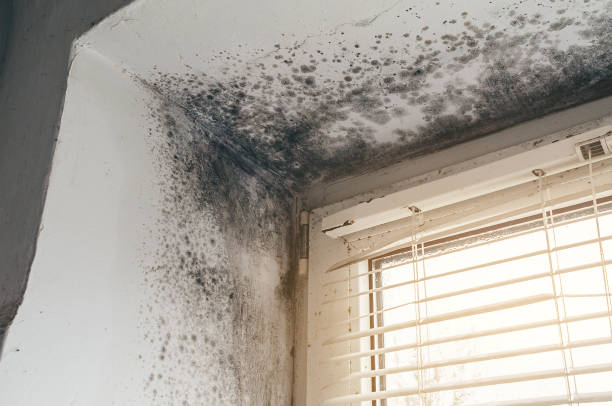 Affordable Attic Mold Remediation solutions in Marshall, IL