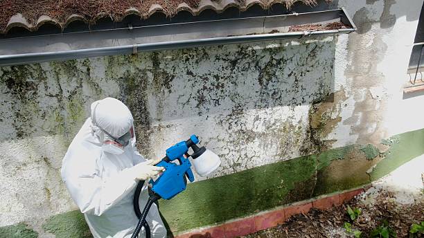 Top rated local Attic Mold Remediation specialists in Marshall, IL